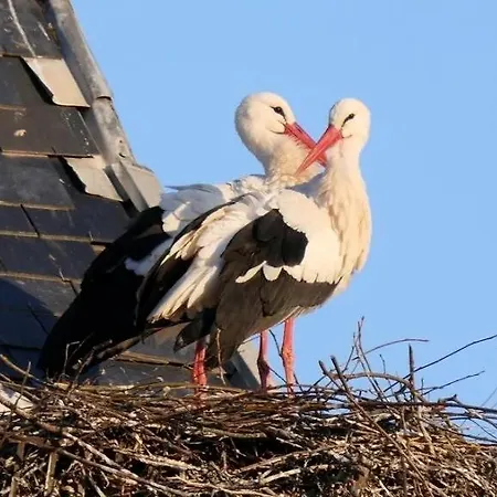 Chez Michele Et Philippe * Munster (Haut-Rhin)
